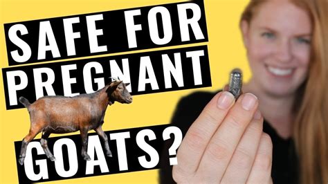 Is goat milk OK during pregnancy